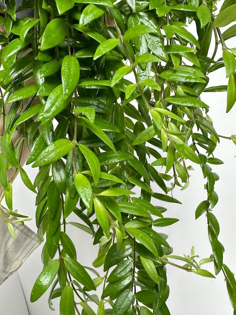 Aeschynanthus Japhrolepis