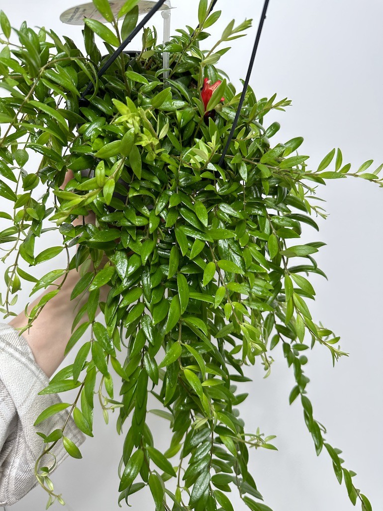 Aeschynanthus Japhrolepis