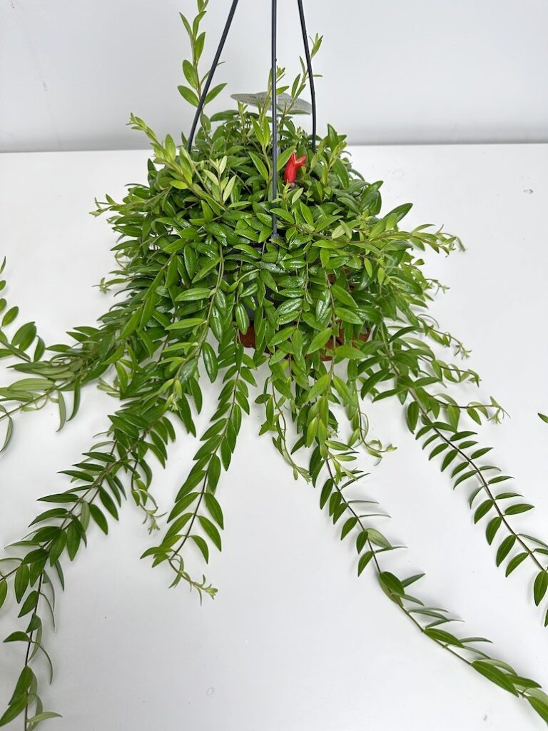 Aeschynanthus Japhrolepis