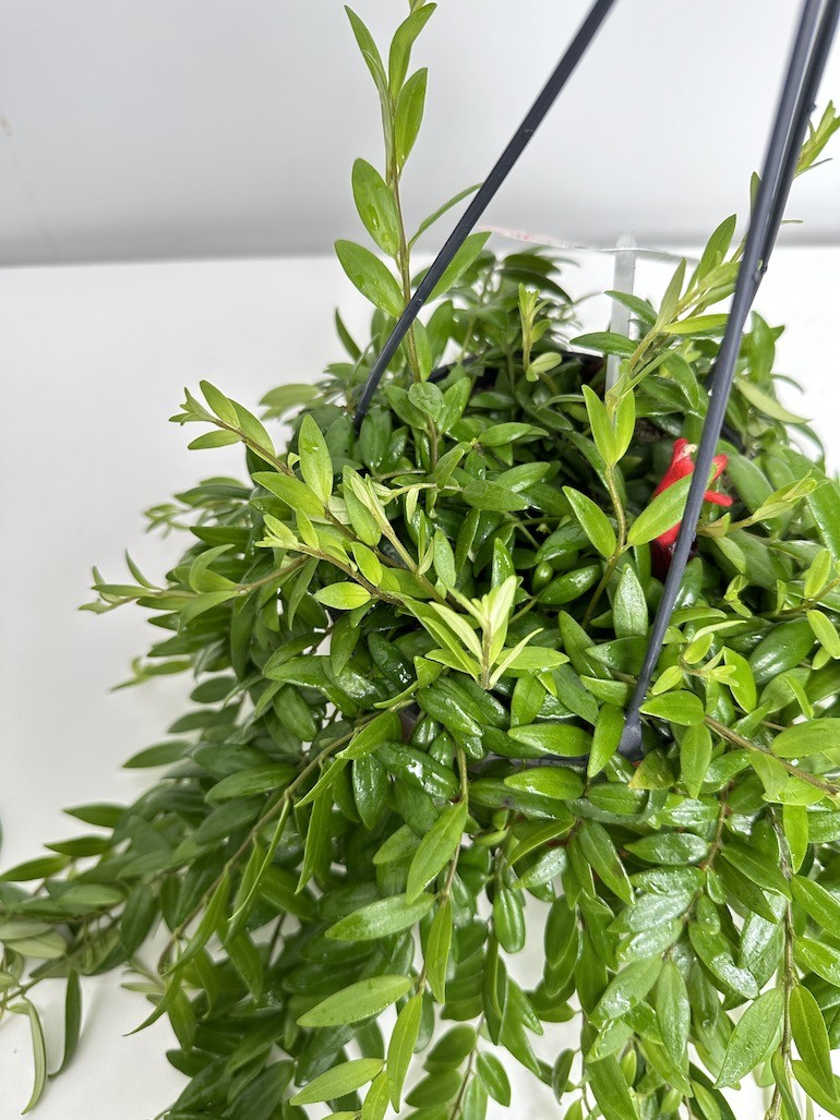 Aeschynanthus Japhrolepis