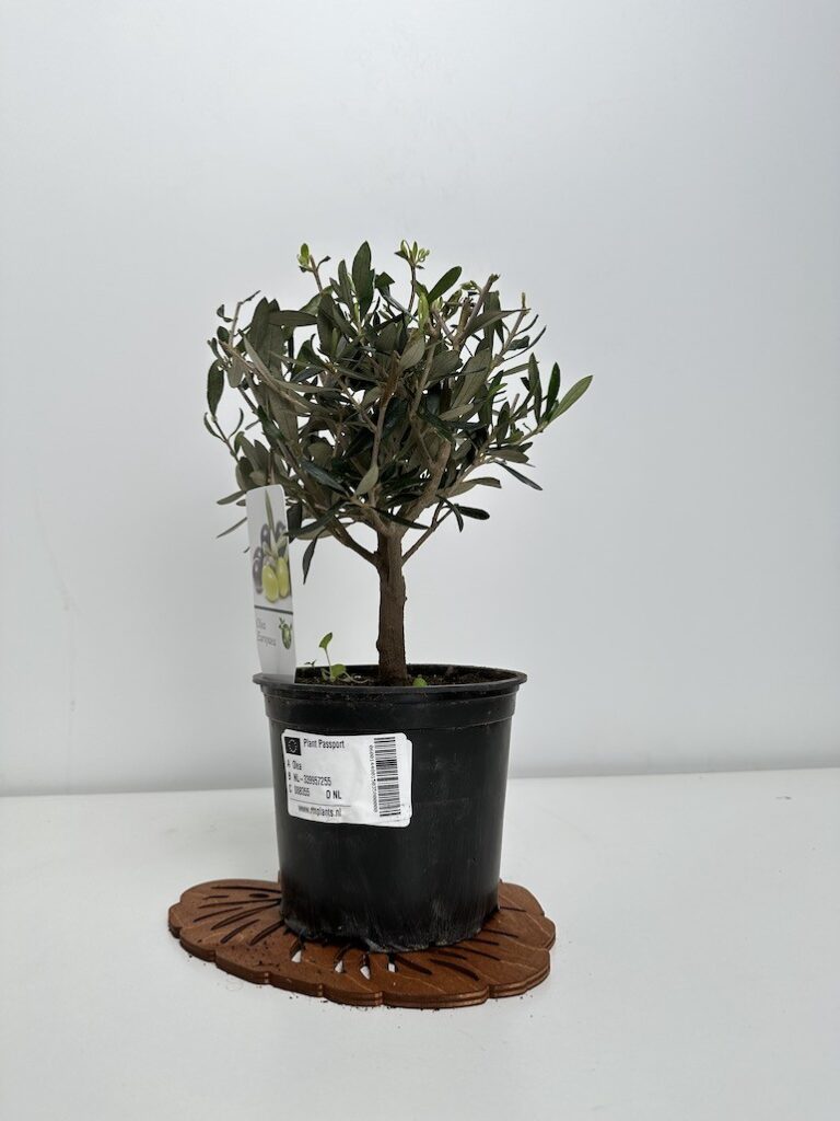 Oliwka europejska|Olea europaea