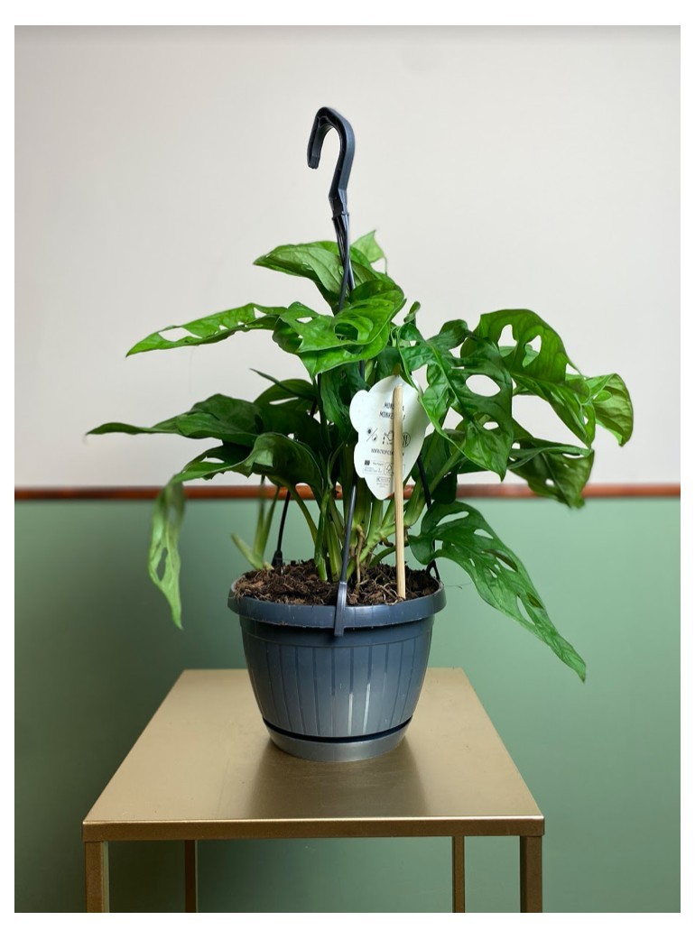 Monstera Monkey Mask | Sadzonka Cięta