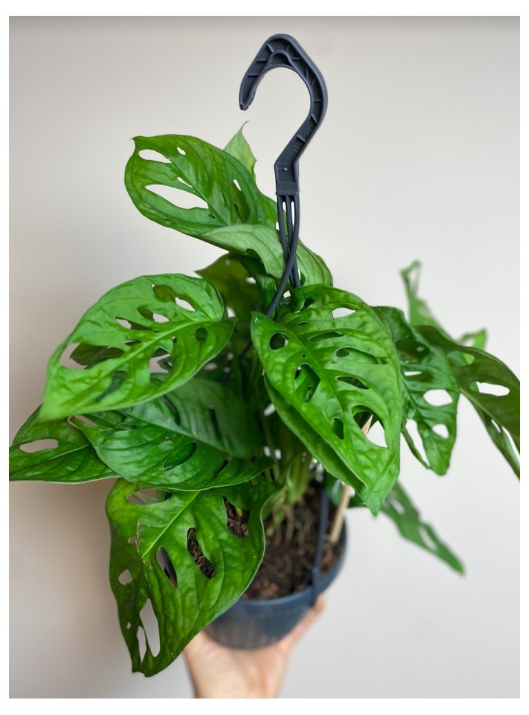 Monstera Monkey Mask | Sadzonka Cięta