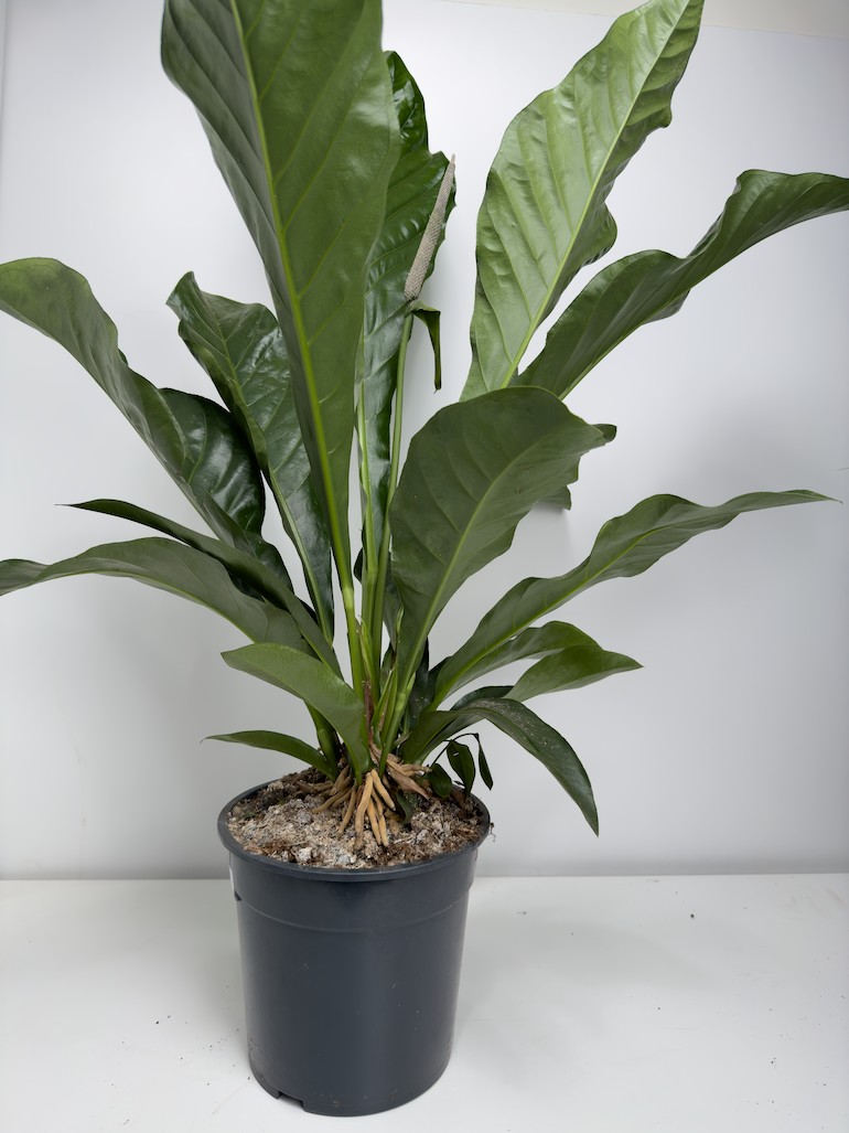 Anthurium Jungle Bush XL