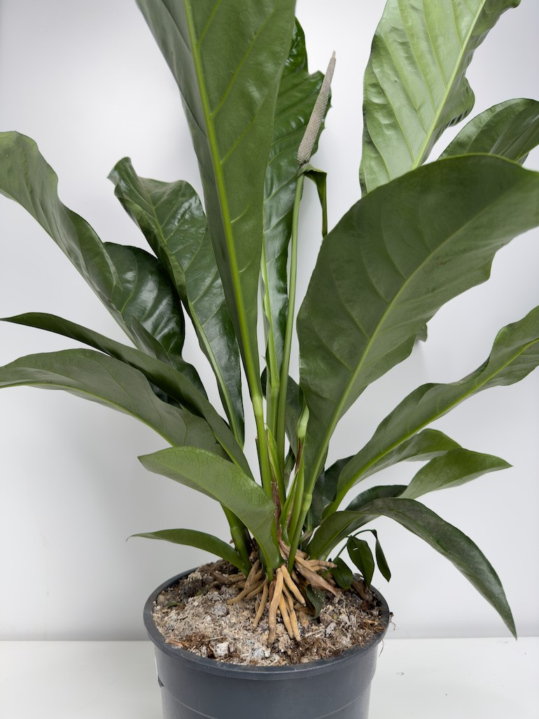 Anthurium Jungle Bush XL