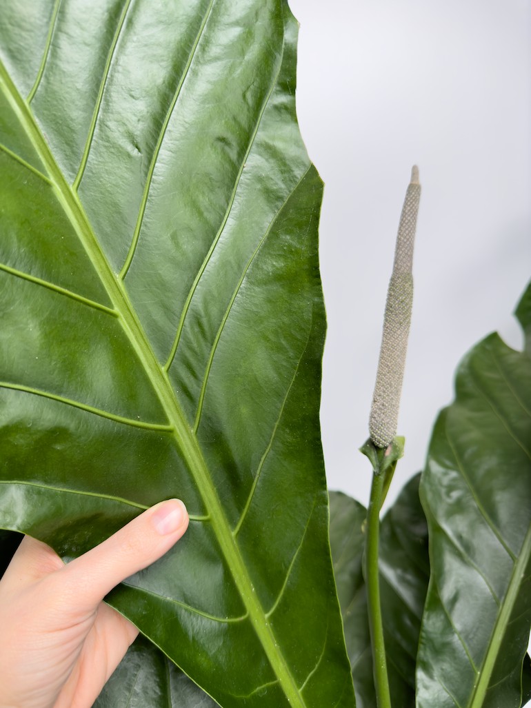 Anthurium Jungle Bush XL