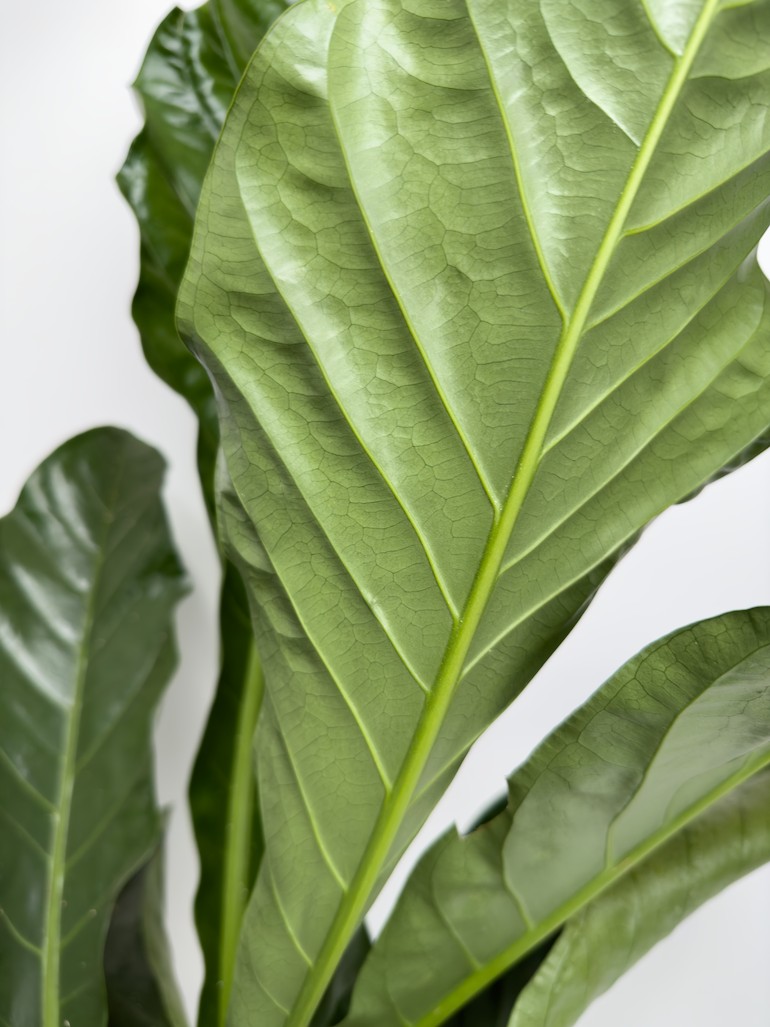 Anthurium Jungle Bush XL