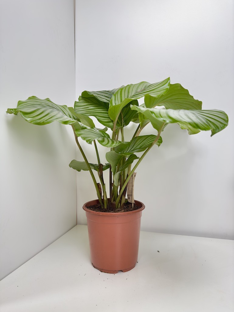 Calathea Orbifolia L