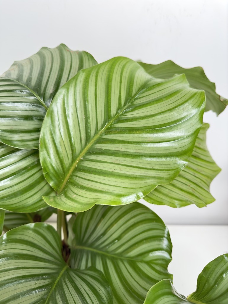 Calathea Orbifolia L