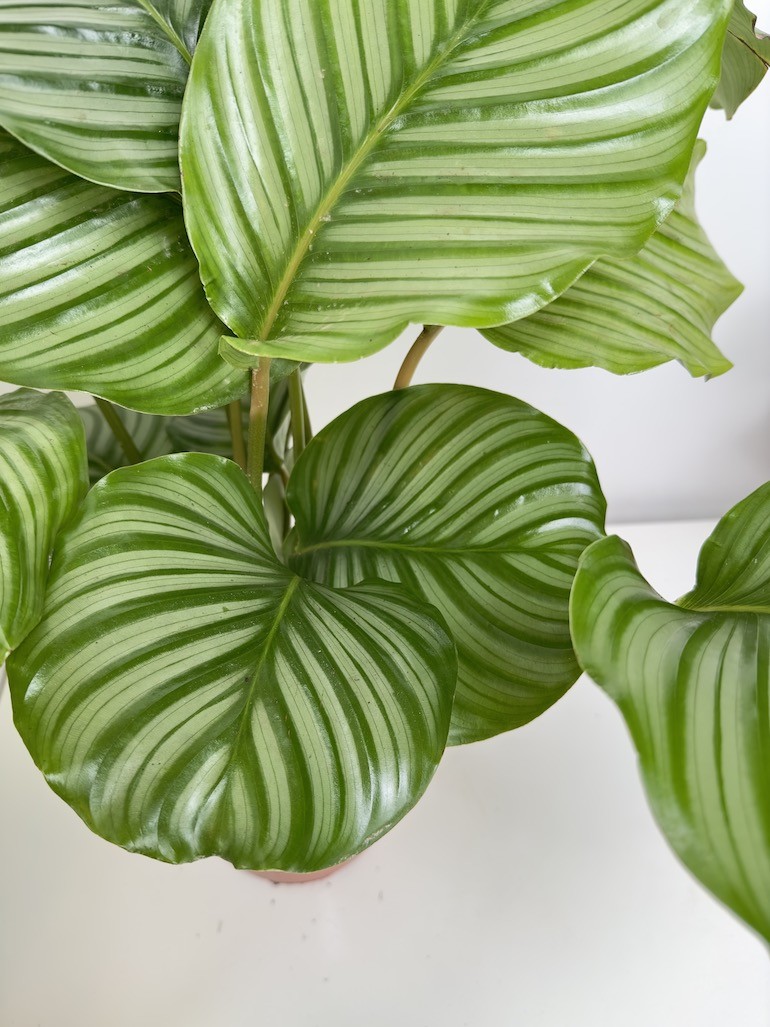 Calathea Orbifolia L