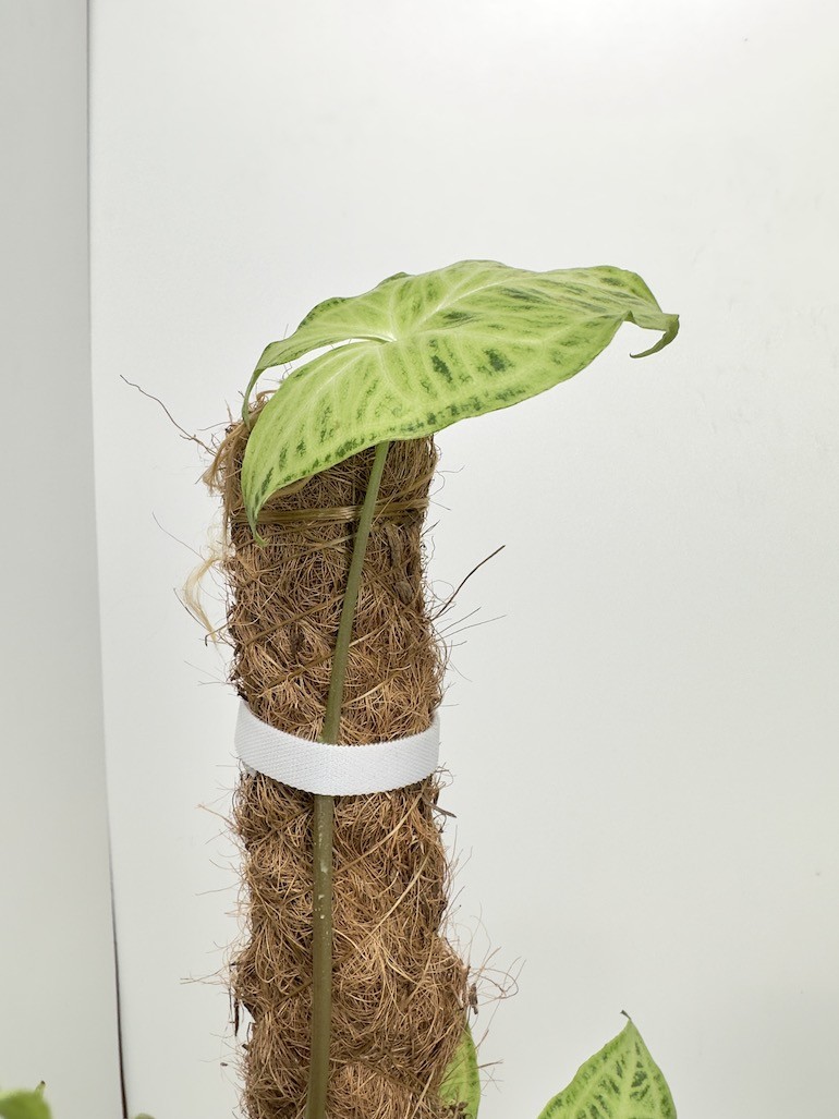 Biała taśma do roślin 1mb