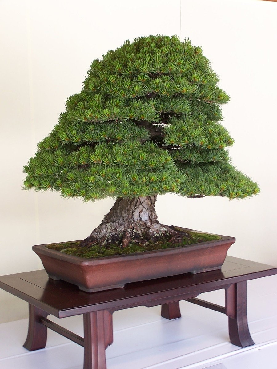 Cążki do bonsai