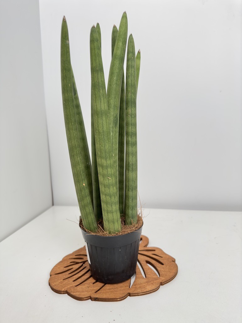 Sansevieria Rocket