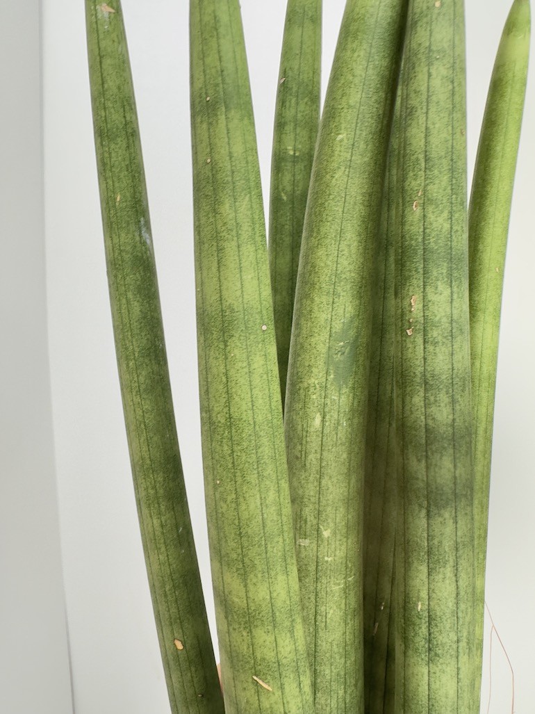 Sansevieria Rocket