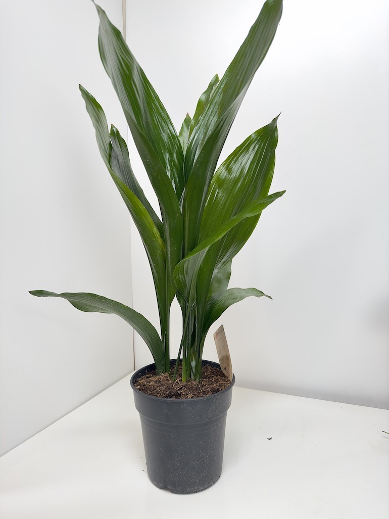 Aspidistra elatior