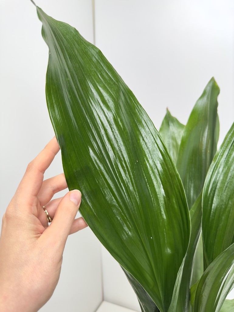 Aspidistra elatior