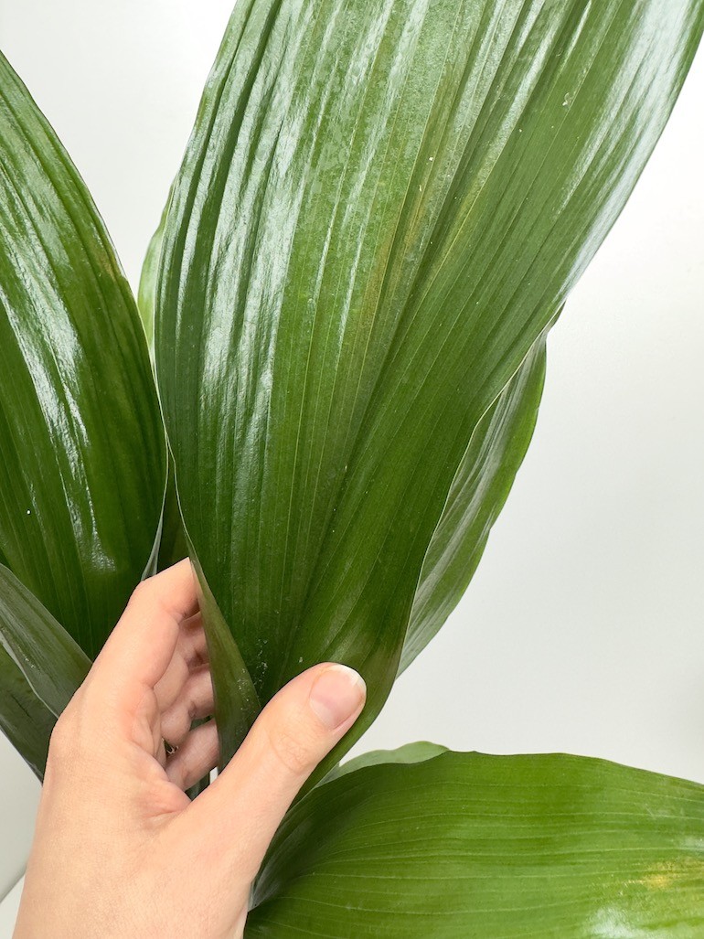 Aspidistra elatior