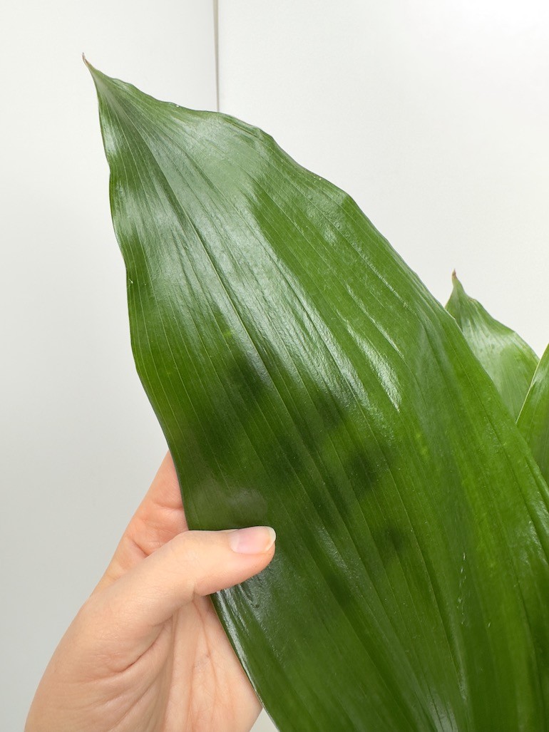 Aspidistra elatior