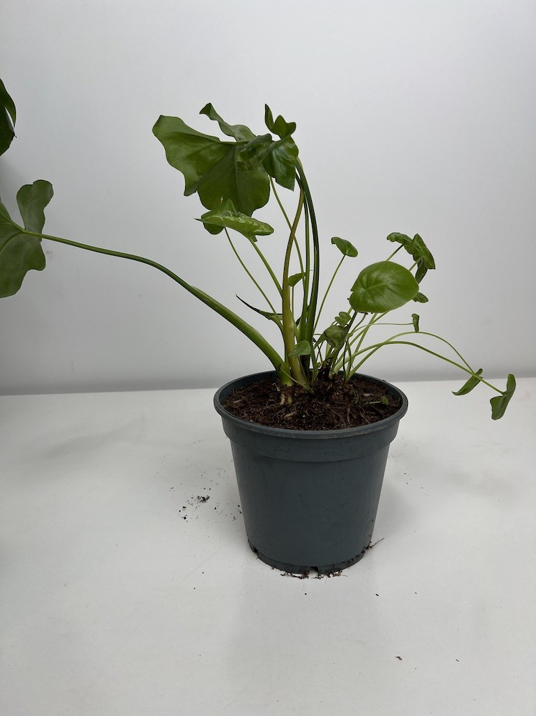Philodendron shangri la