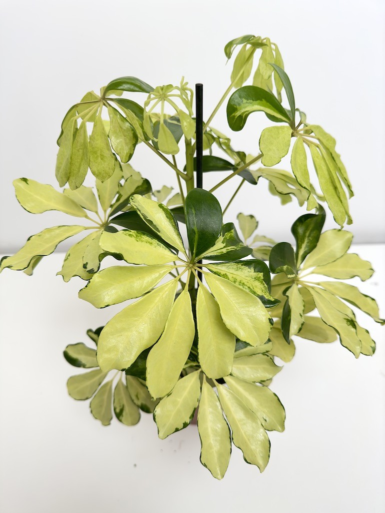 Schefflera arboricola ‘Melanie’