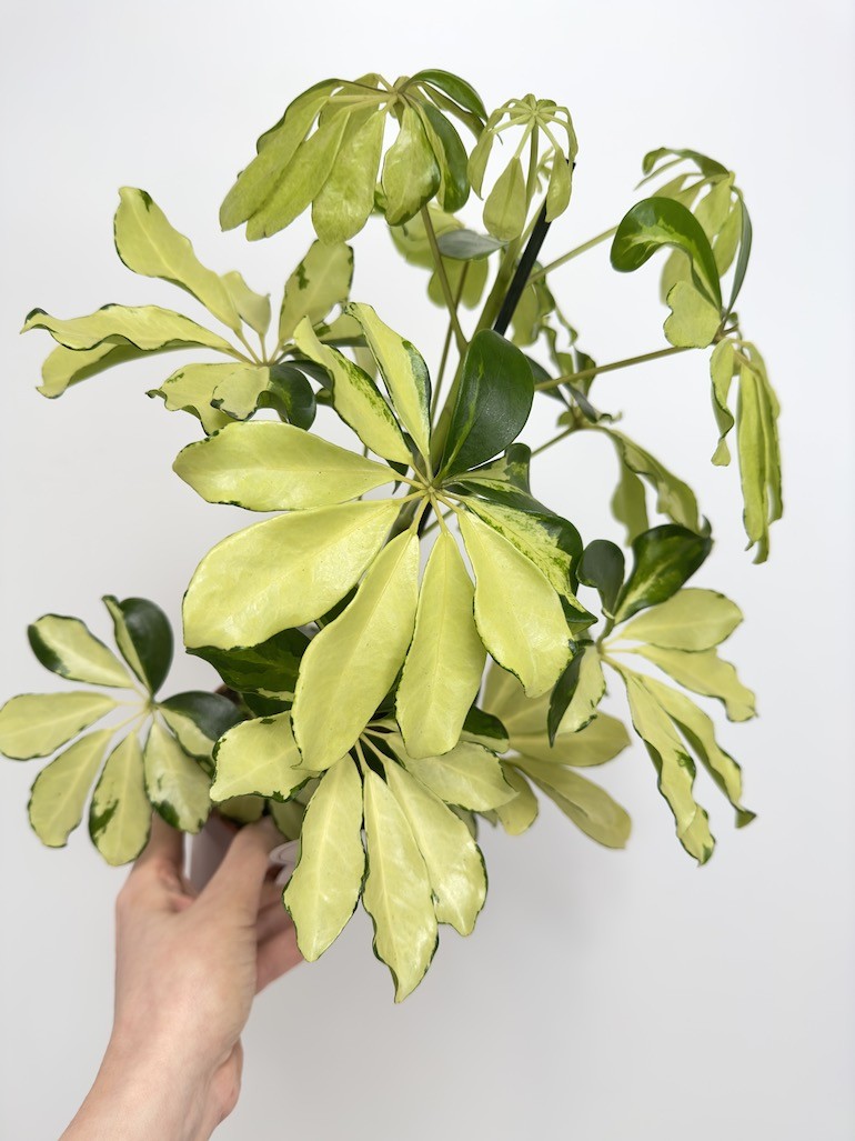 Schefflera arboricola ‘Melanie’