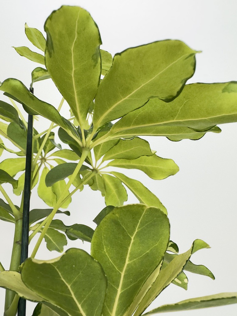 Schefflera arboricola ‘Melanie’