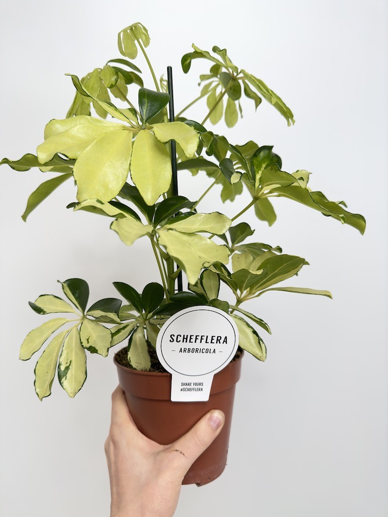 Schefflera arboricola ‘Melanie’