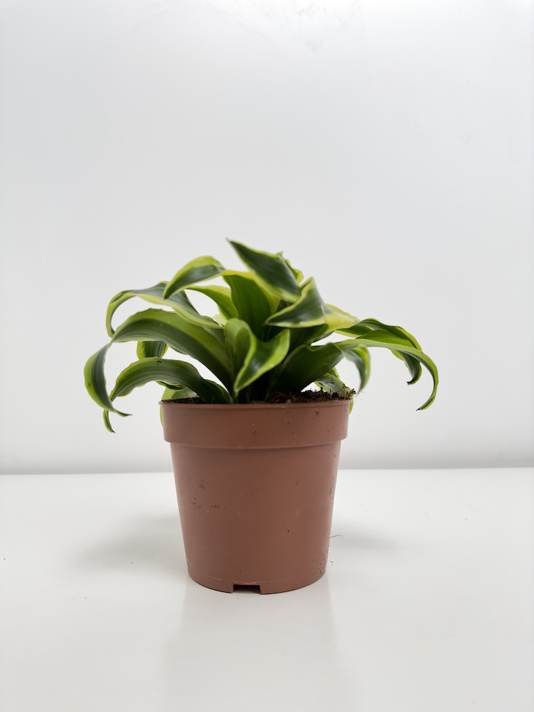 Dracaena fragrans Tornado