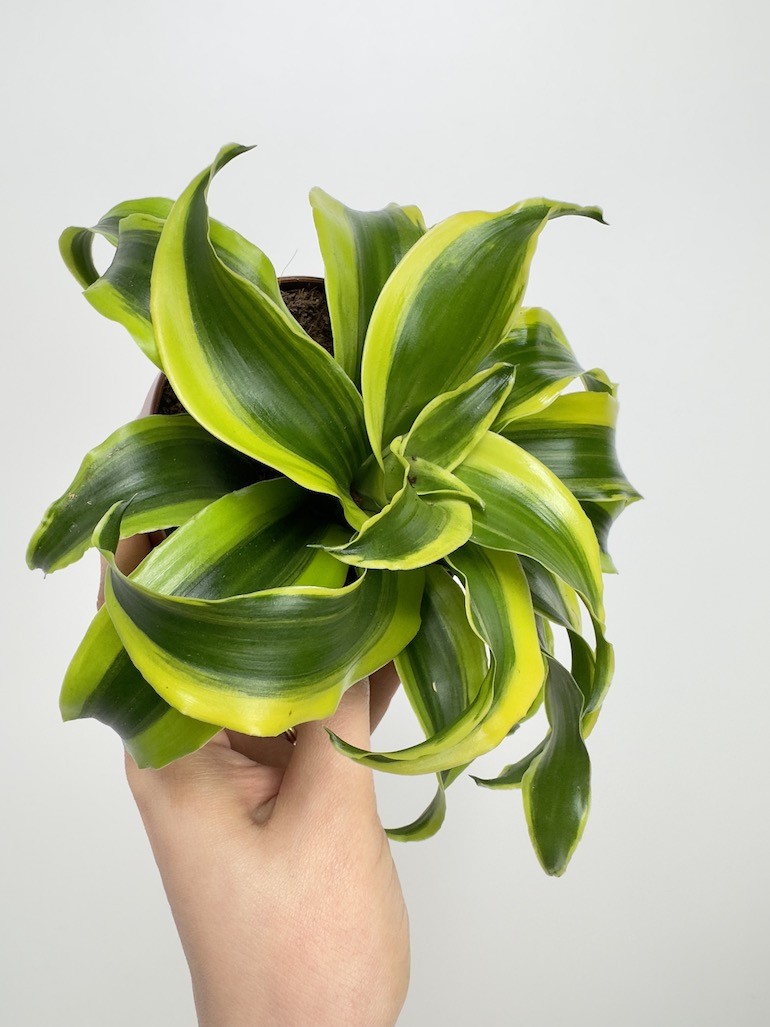 Dracaena fragrans Tornado
