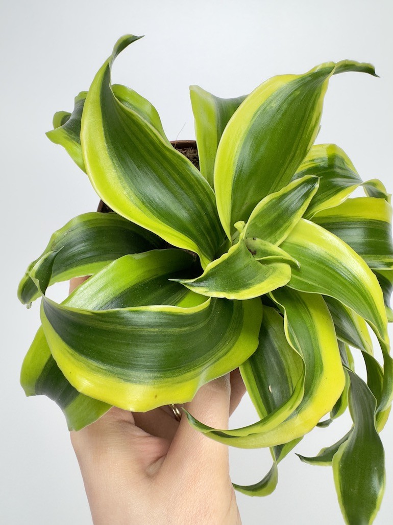 Dracaena fragrans Tornado