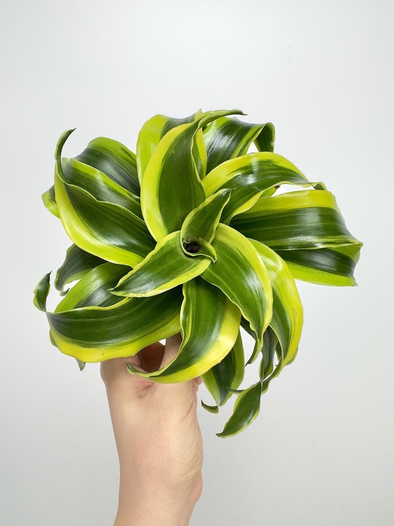 Dracaena fragrans Tornado