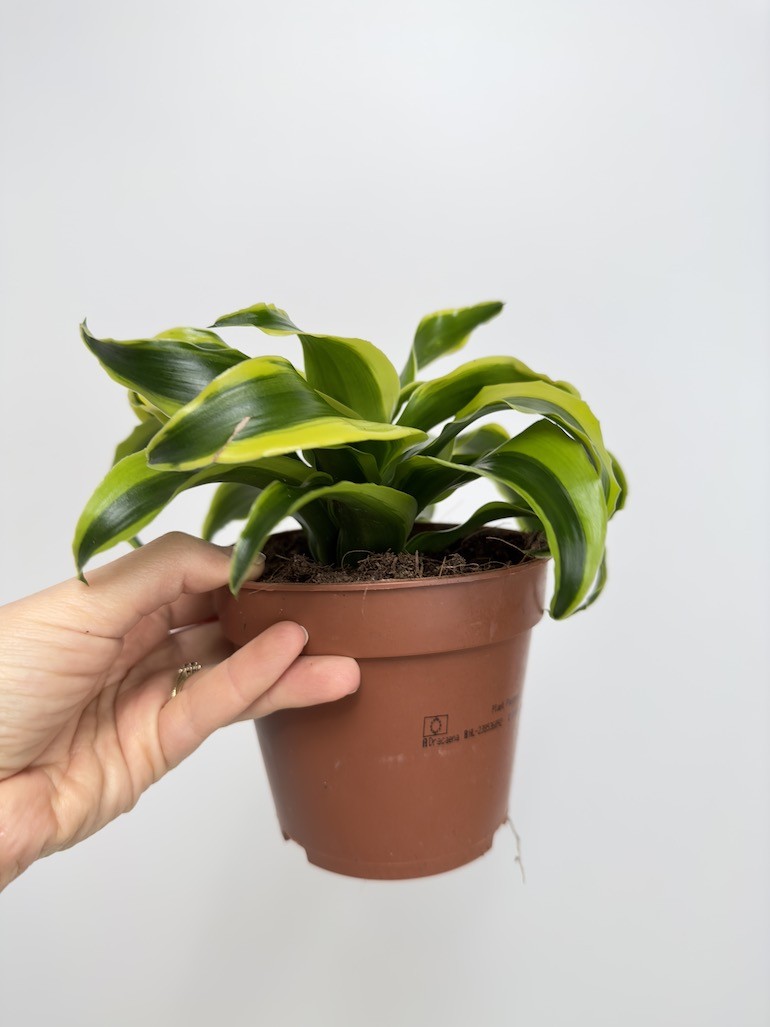 Dracaena fragrans Tornado