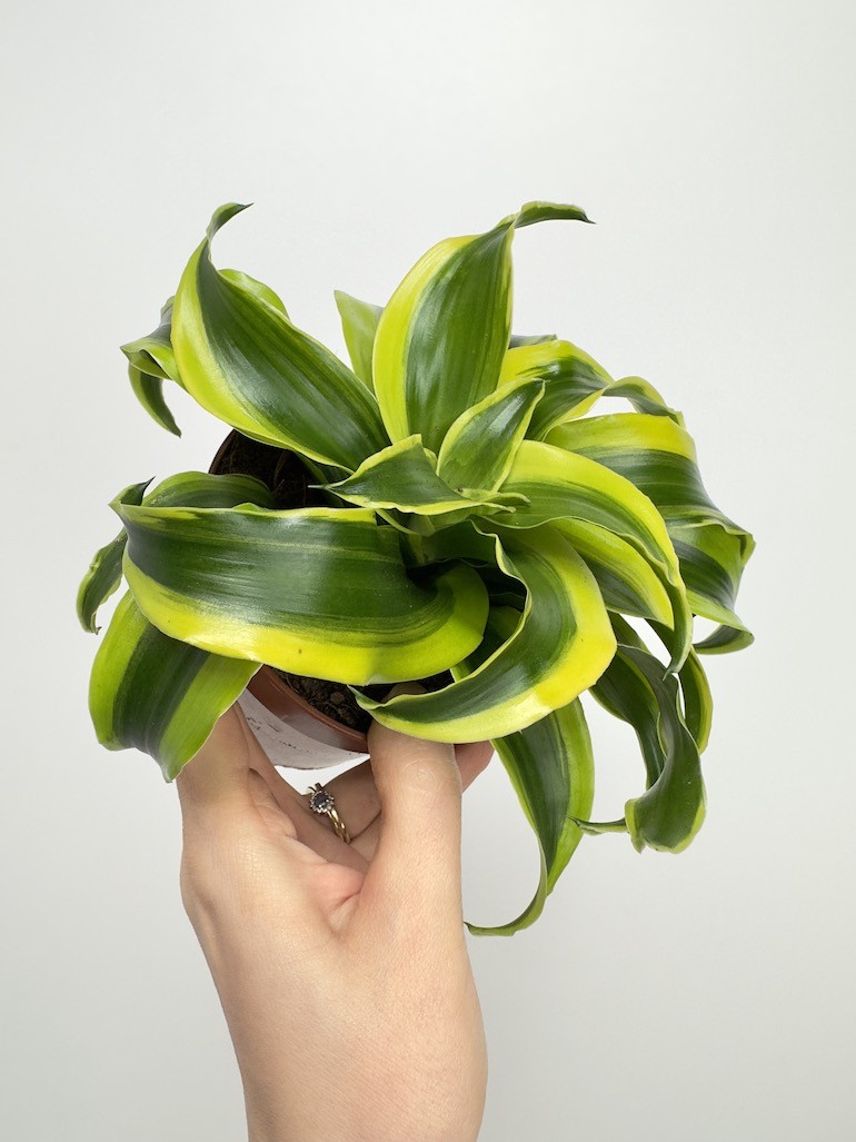 Dracaena fragrans Tornado