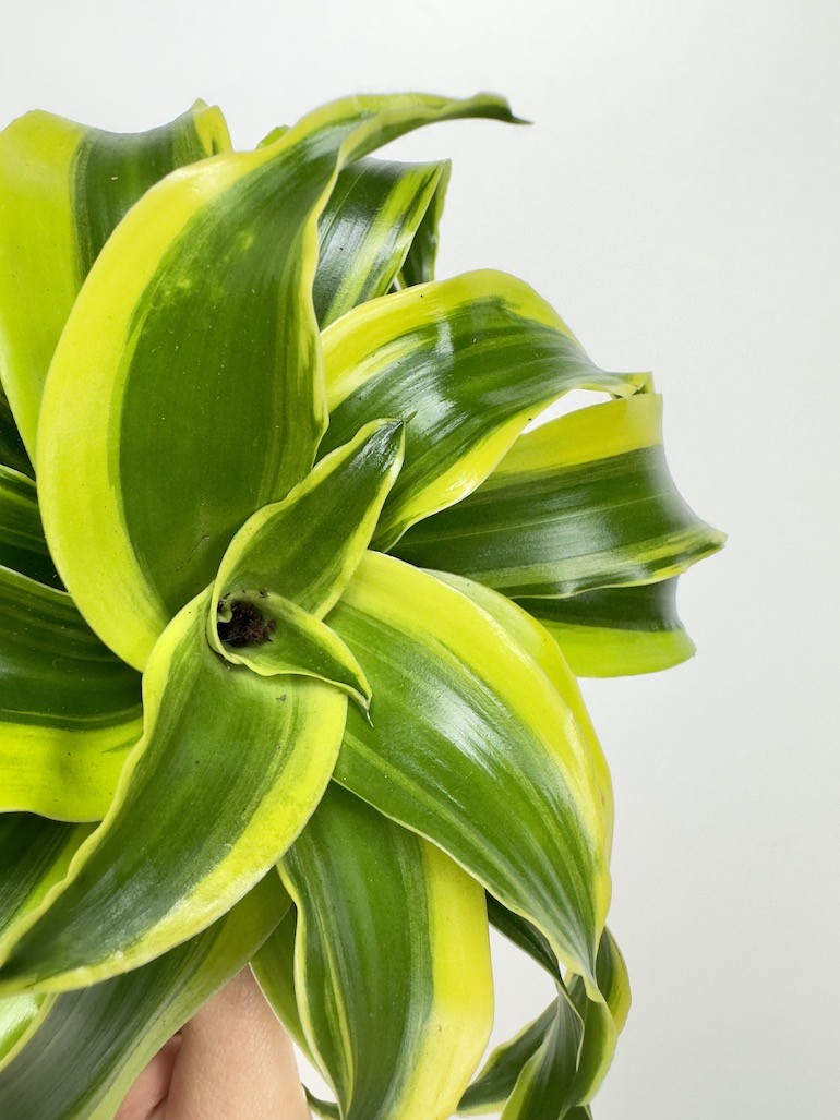 Dracaena fragrans Tornado