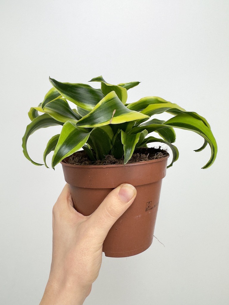 Dracaena fragrans Tornado
