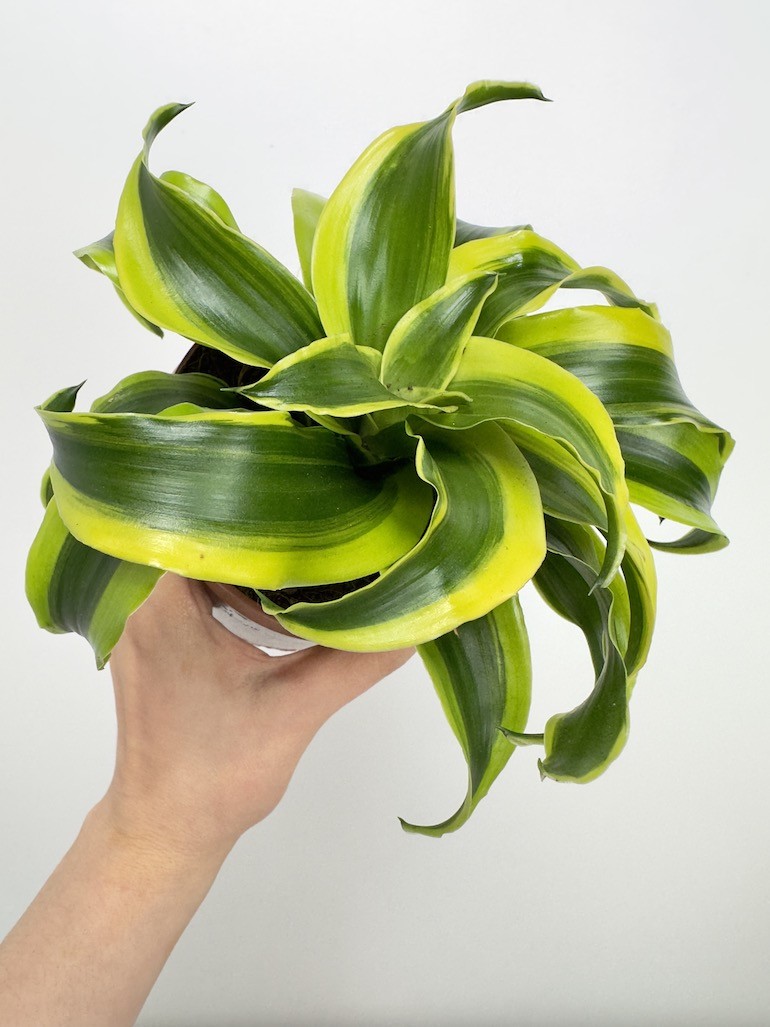 Dracaena fragrans Tornado