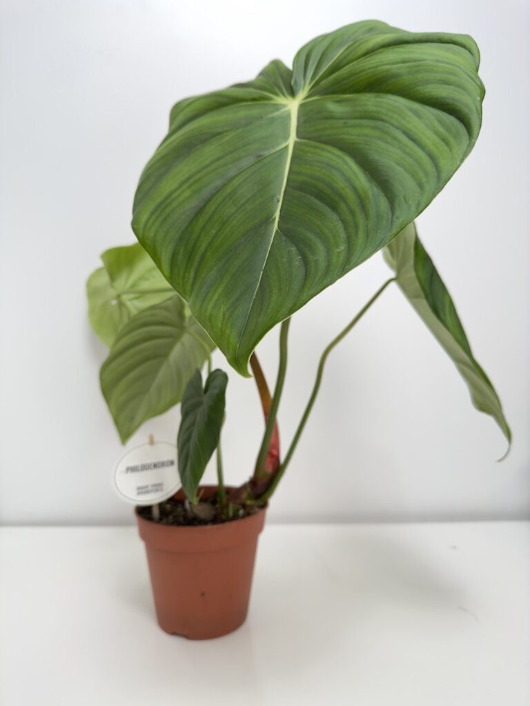 Philodendron Pastazanum