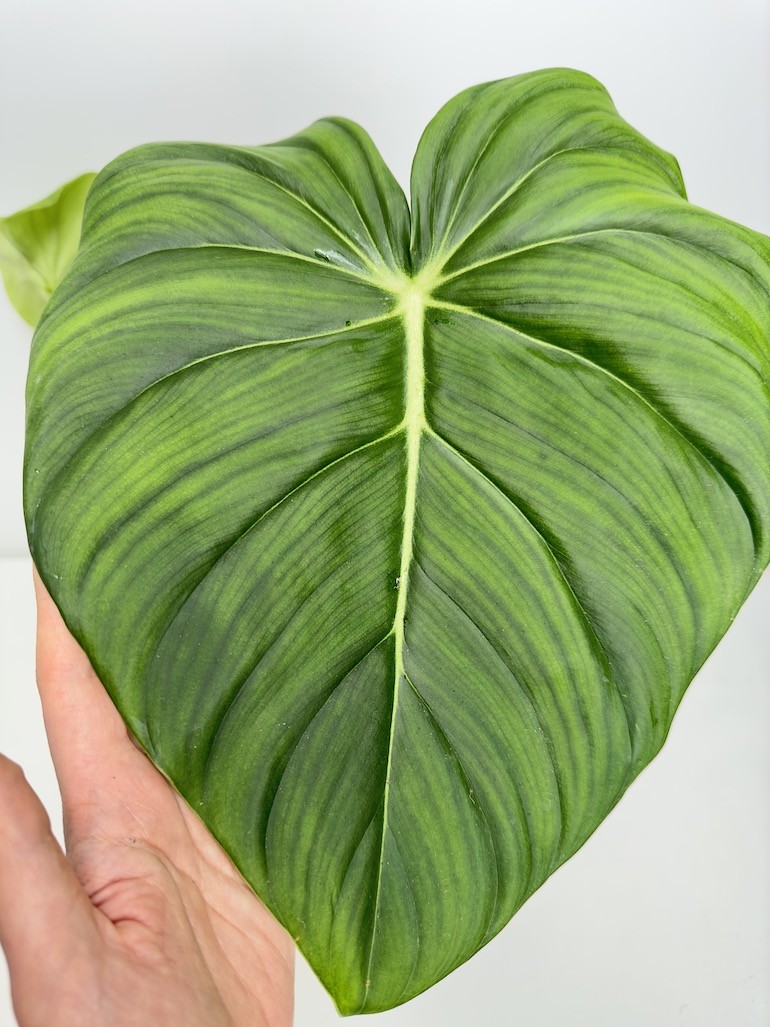 Philodendron Pastazanum