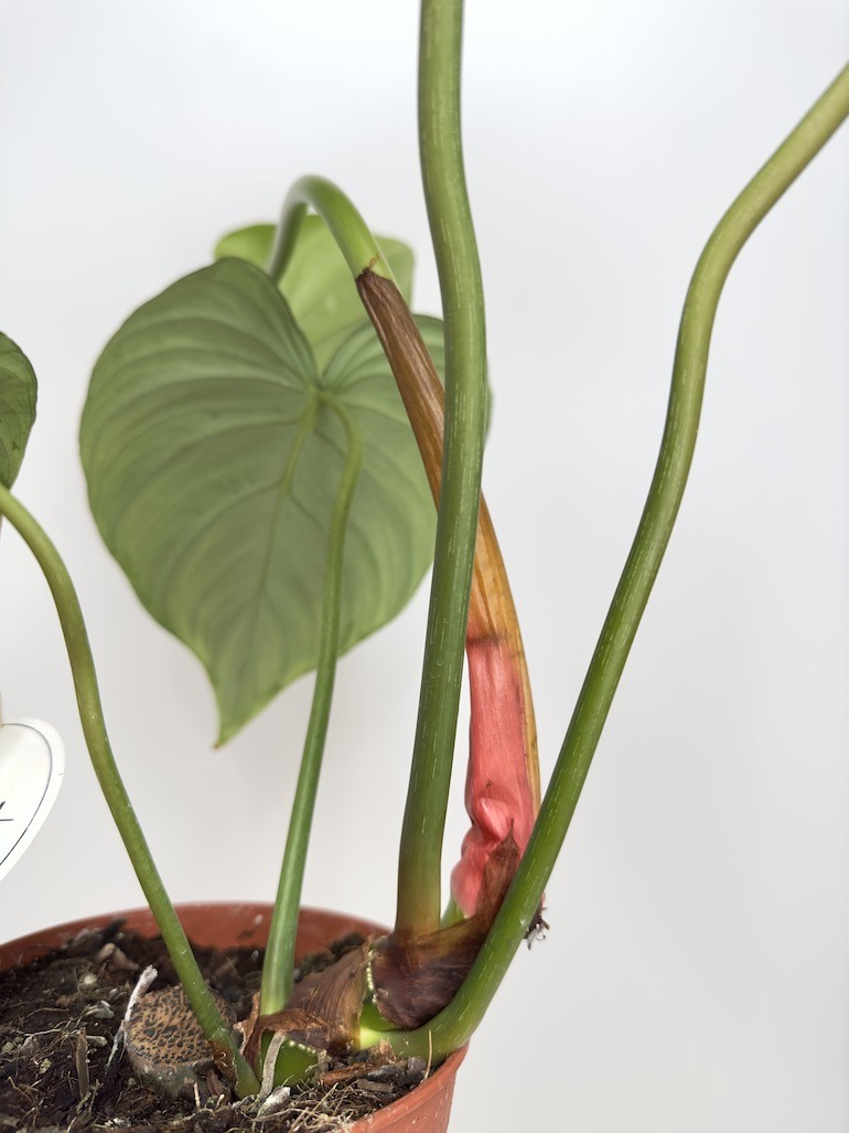 Philodendron Pastazanum