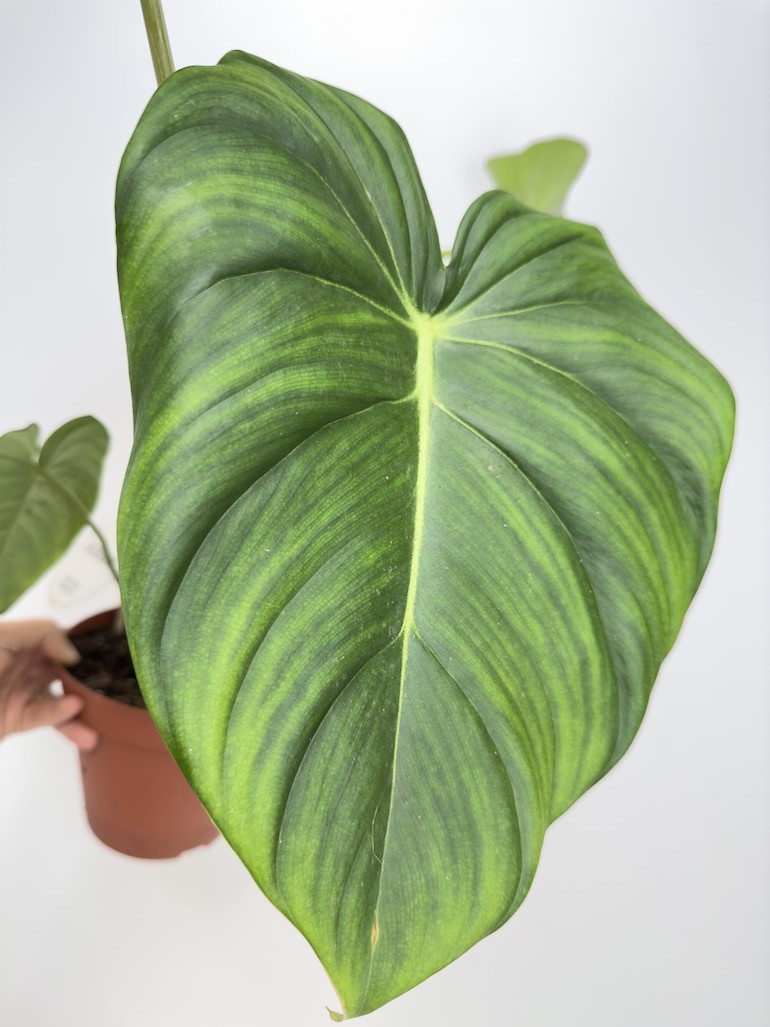 Philodendron Pastazanum