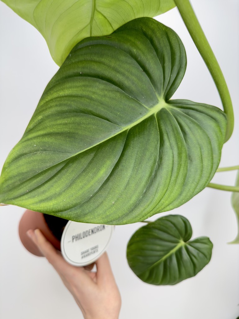 Philodendron Pastazanum