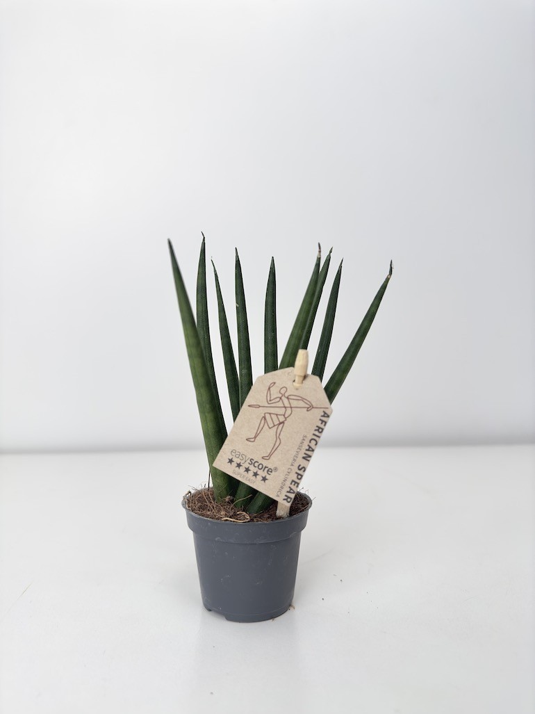 Sansevieria Cylindrica Spaghetti