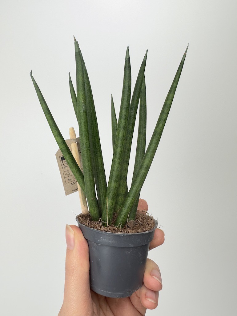 Sansevieria Cylindrica Spaghetti