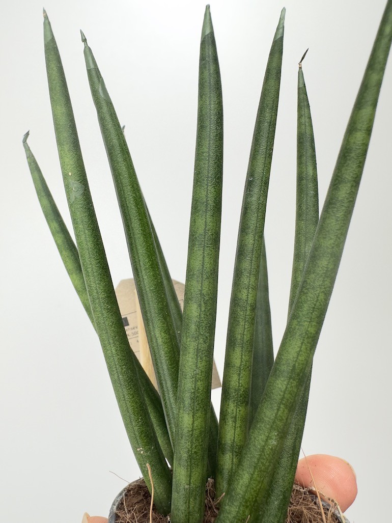 Sansevieria Cylindrica Spaghetti