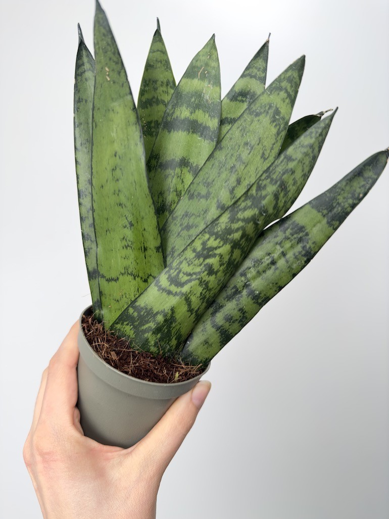 Sansevieria zeylanica Fan don. 9