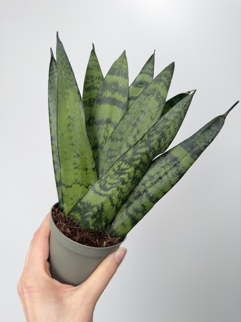 Sansevieria zeylanica Fan don. 9