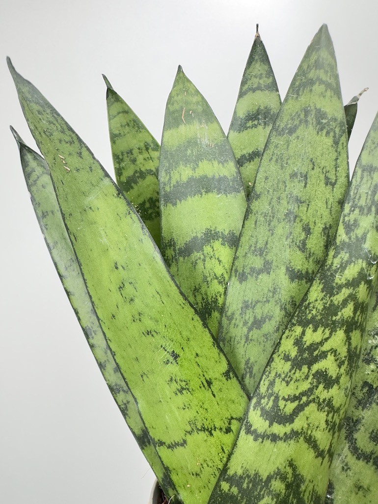 Sansevieria zeylanica Fan don. 9