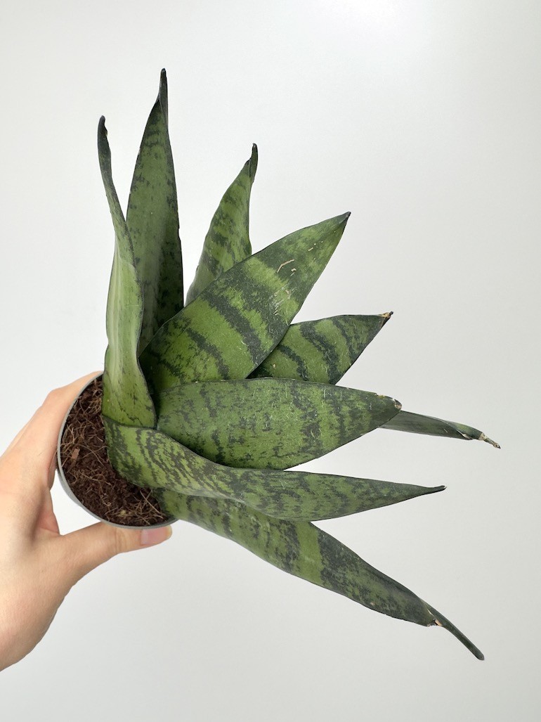 Sansevieria zeylanica Fan don. 9