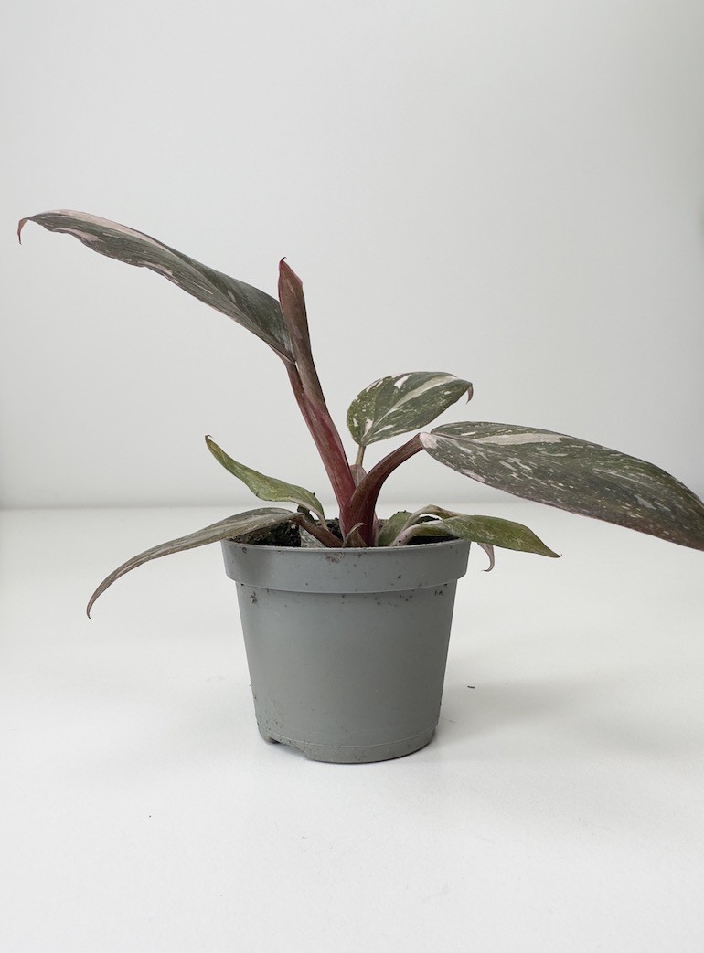 Philodendron Pink Princess Marble