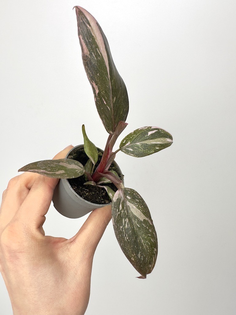 Philodendron Pink Princess Marble